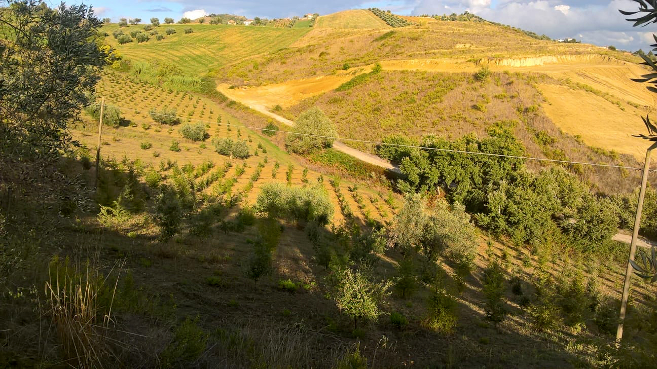 Piante da Tartufo Certifcate in Abruzzo - MicoVivai